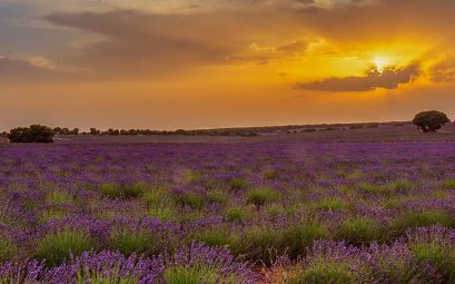 brihuega-lavanda