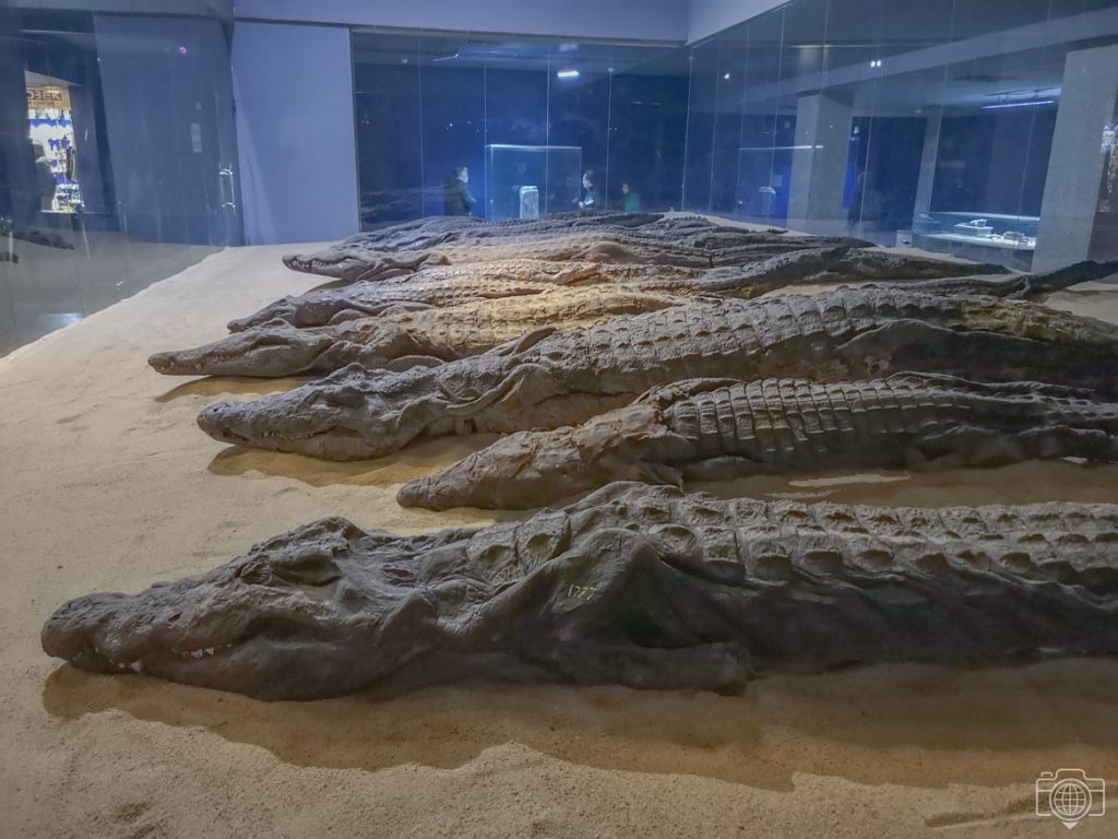 museo-cocodrilo