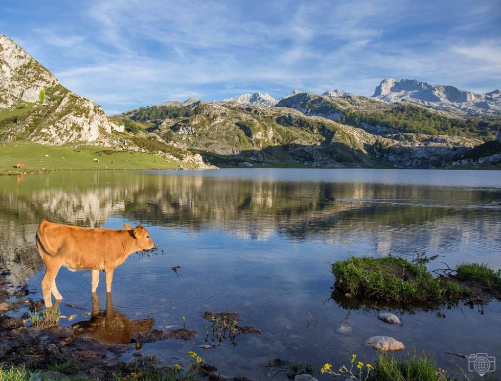 Lago-Ercina-vaca