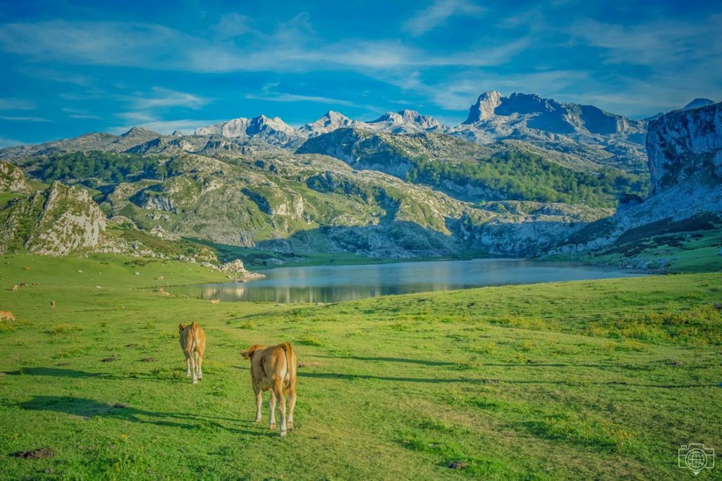 lago-ercina-con-vacas