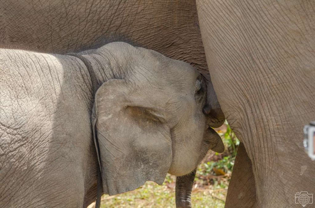 elefante-mamando