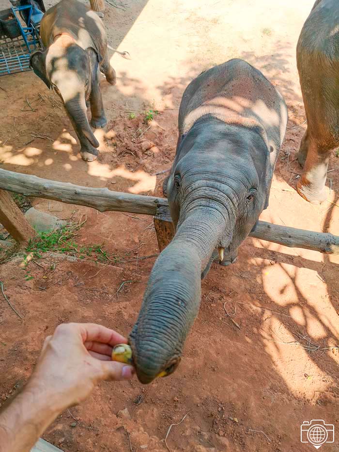 elefante-comiendo-plátano