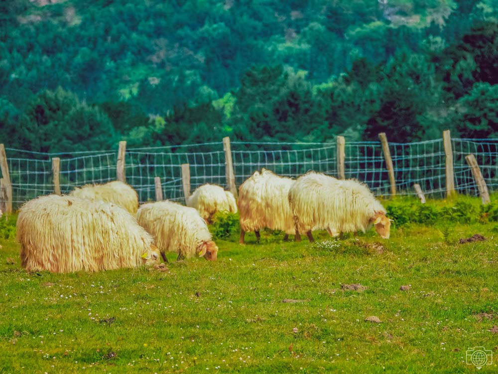 ovejas-montesJaizkibel