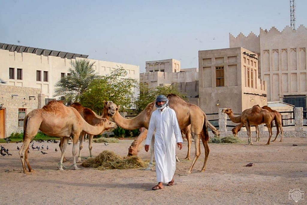 camellos-doha