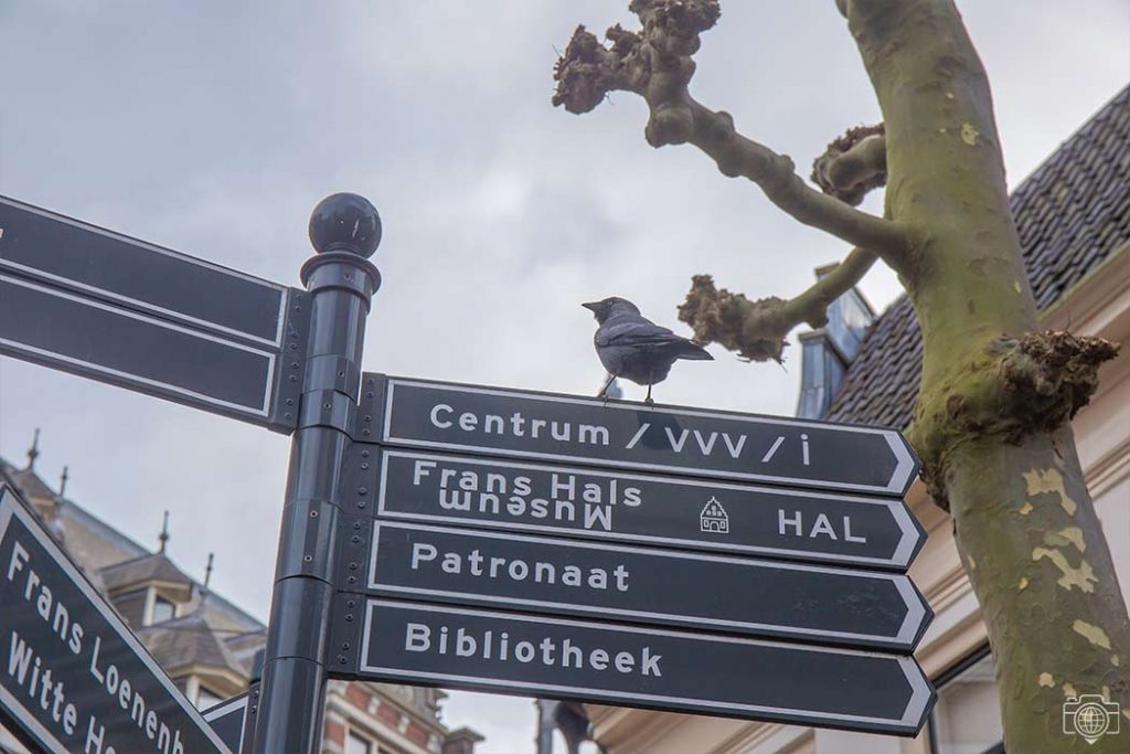 cuervo-letrero-Haarlem