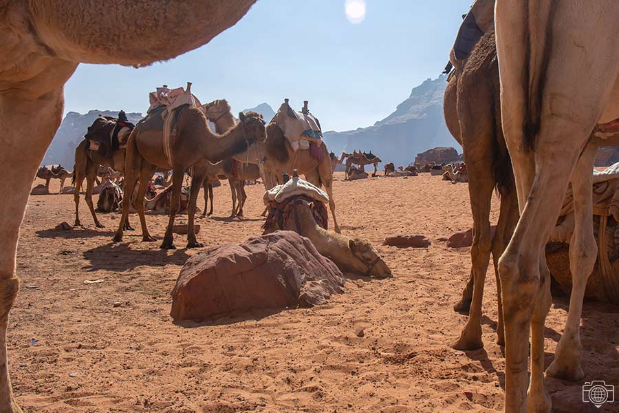 camellos-wadi-rum